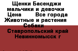 Щенки Басенджи ,мальчики и девочки › Цена ­ 1 - Все города Животные и растения » Собаки   . Ставропольский край,Невинномысск г.